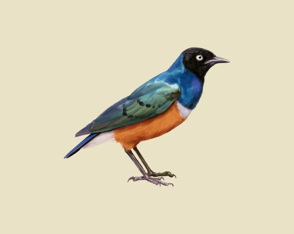 Superb Starling perched on a branch