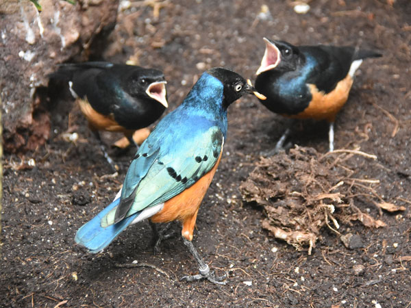 A bird species in Arusha, Tanzania