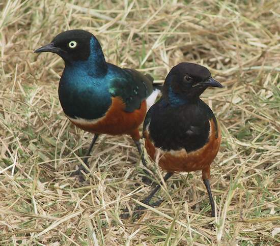 Superb Starlings in Arusha, Tanzania