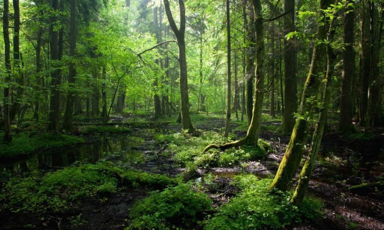 forest
