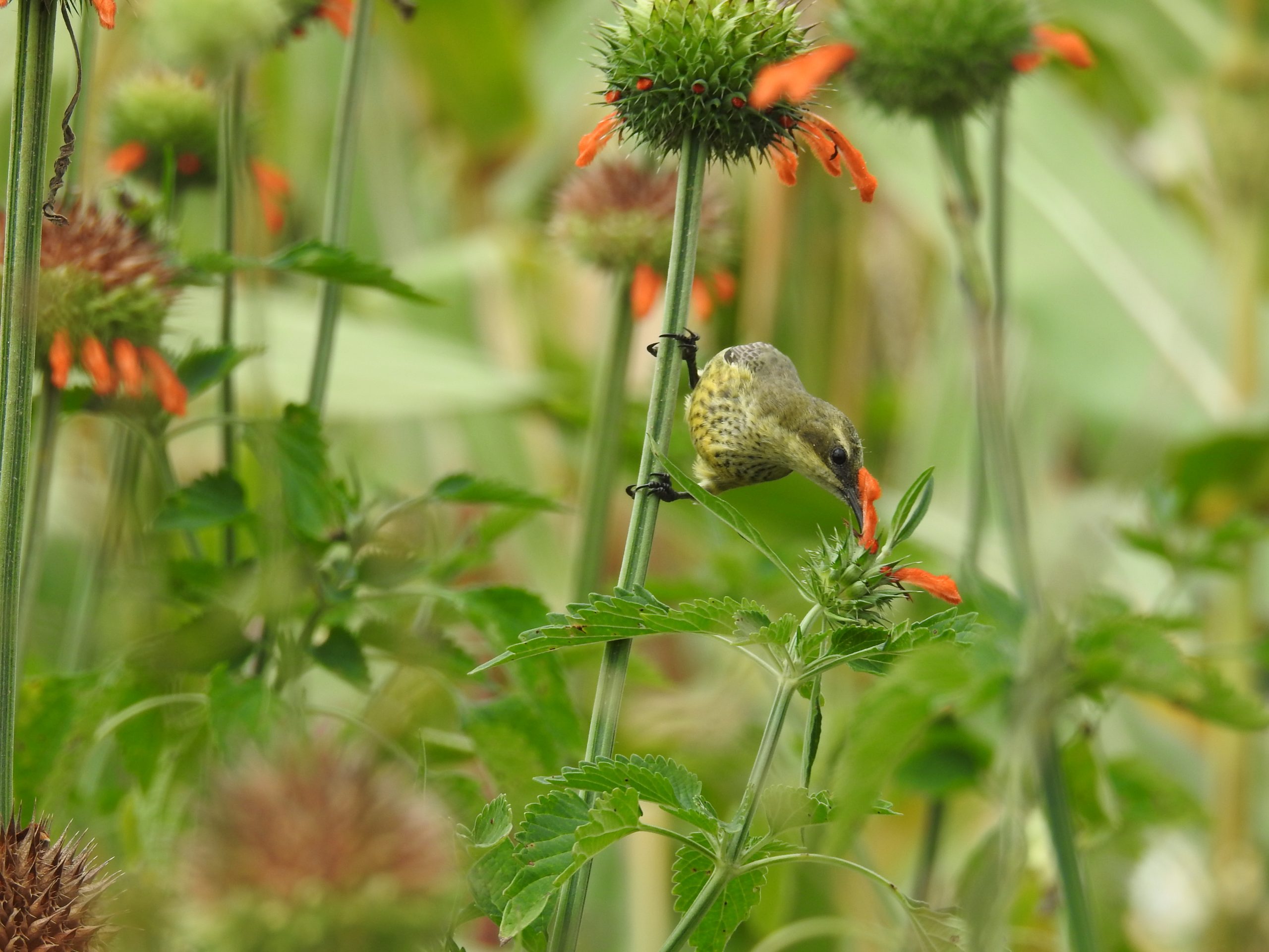 Adult female Mariqua Sunbird (suahelicus race) at Lorkisale