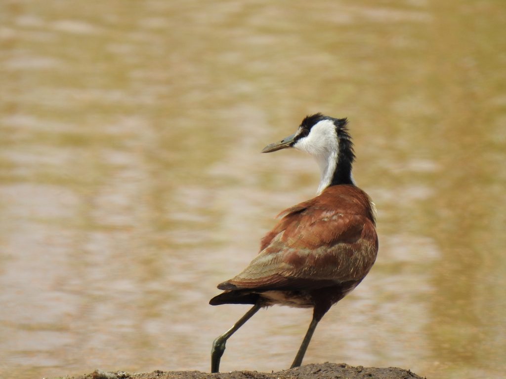 Adult African Jacana at Nanja