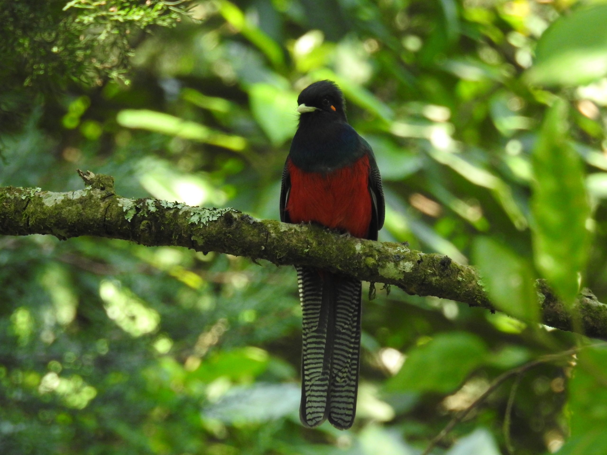 Adult male Bar-tailed Trogon at Meru Forest