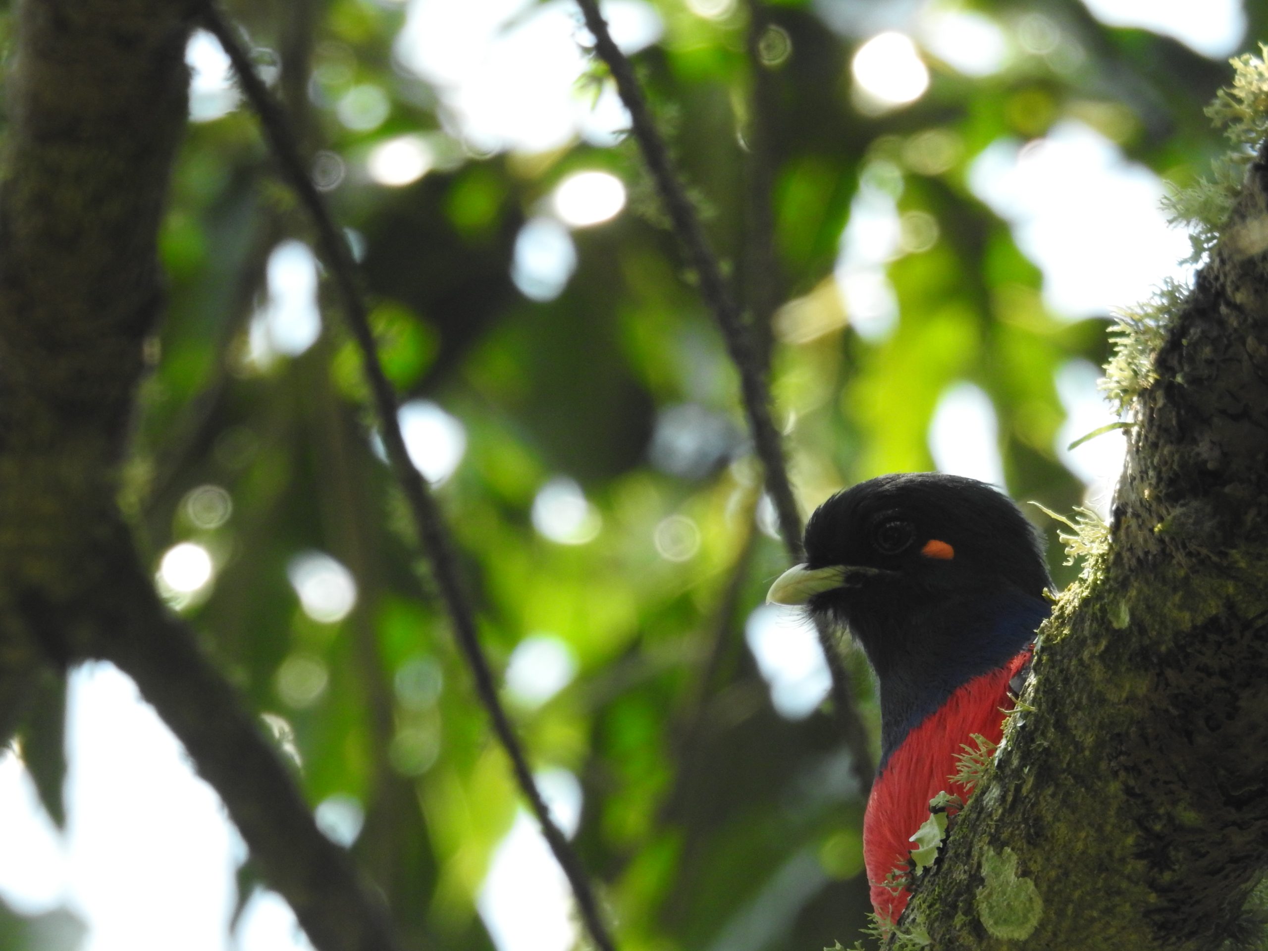 Adult male Bar-tailed Trogon at Meru Forest