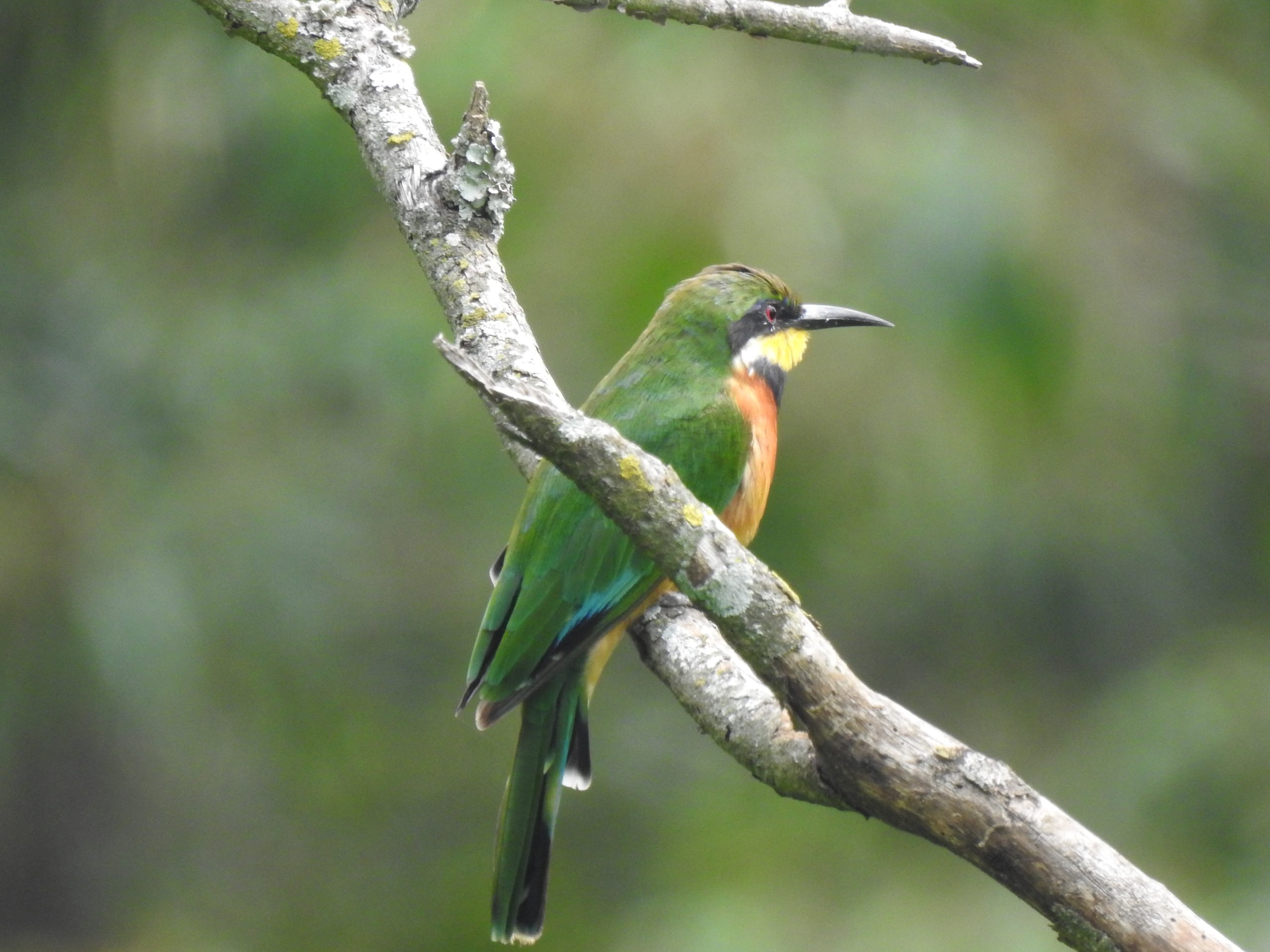 Adult Cinnamon-chested Bee-eater at Endoro