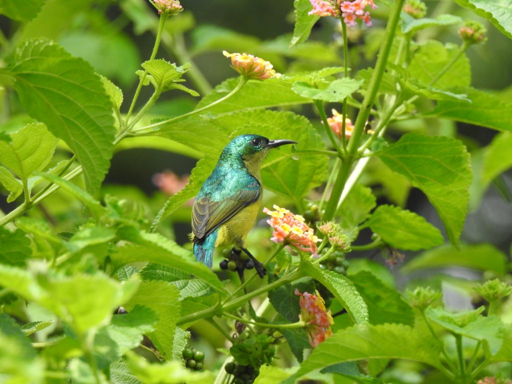 Female Collared Sunbird at Doli