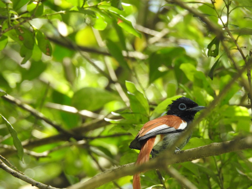 Evening birding outing at Lake Duluti