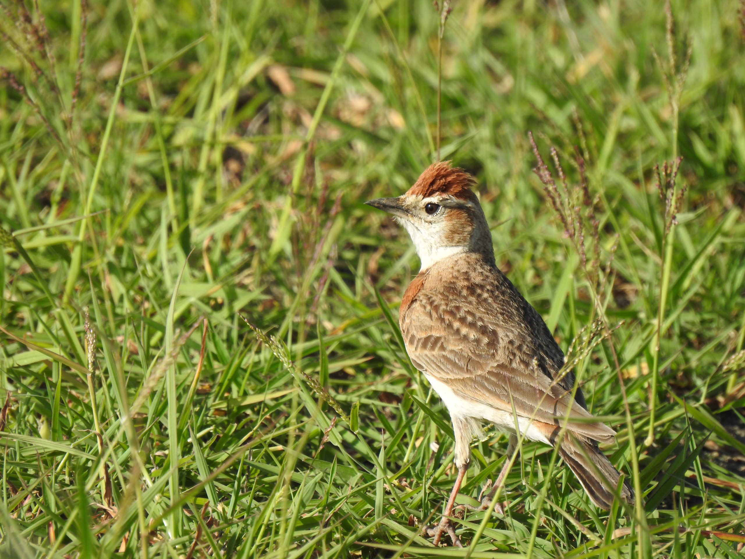 Adult male Red-capped Lark (saturatior race) at Olodonyosambu