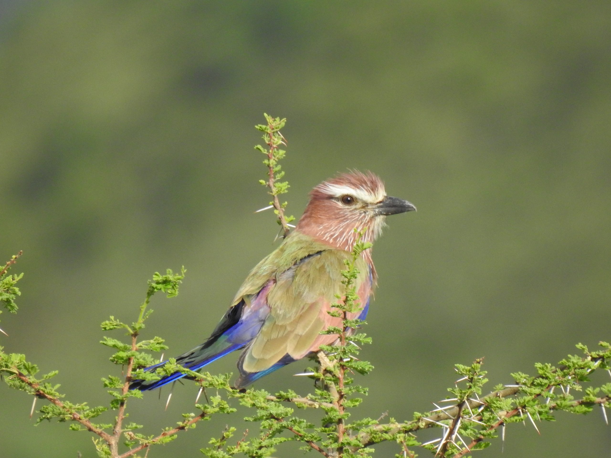 Adult male Rufous-crowned or Pupler Roller at Olodonyosambu