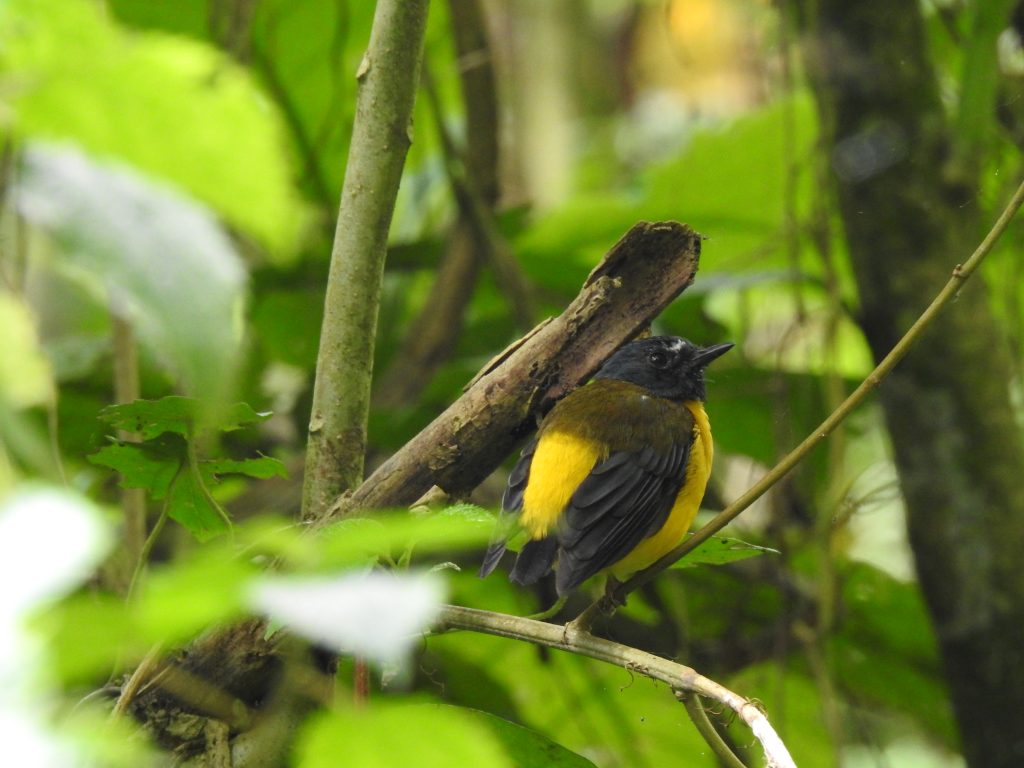 White-starred Robin at Meru Forest