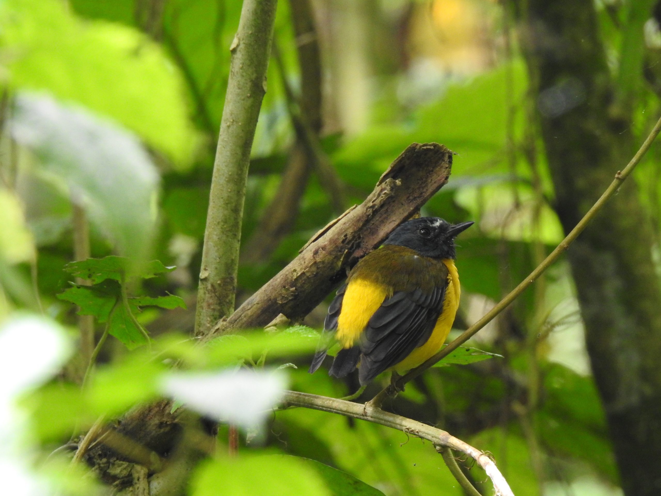 White-starred Robin at Meru Forest