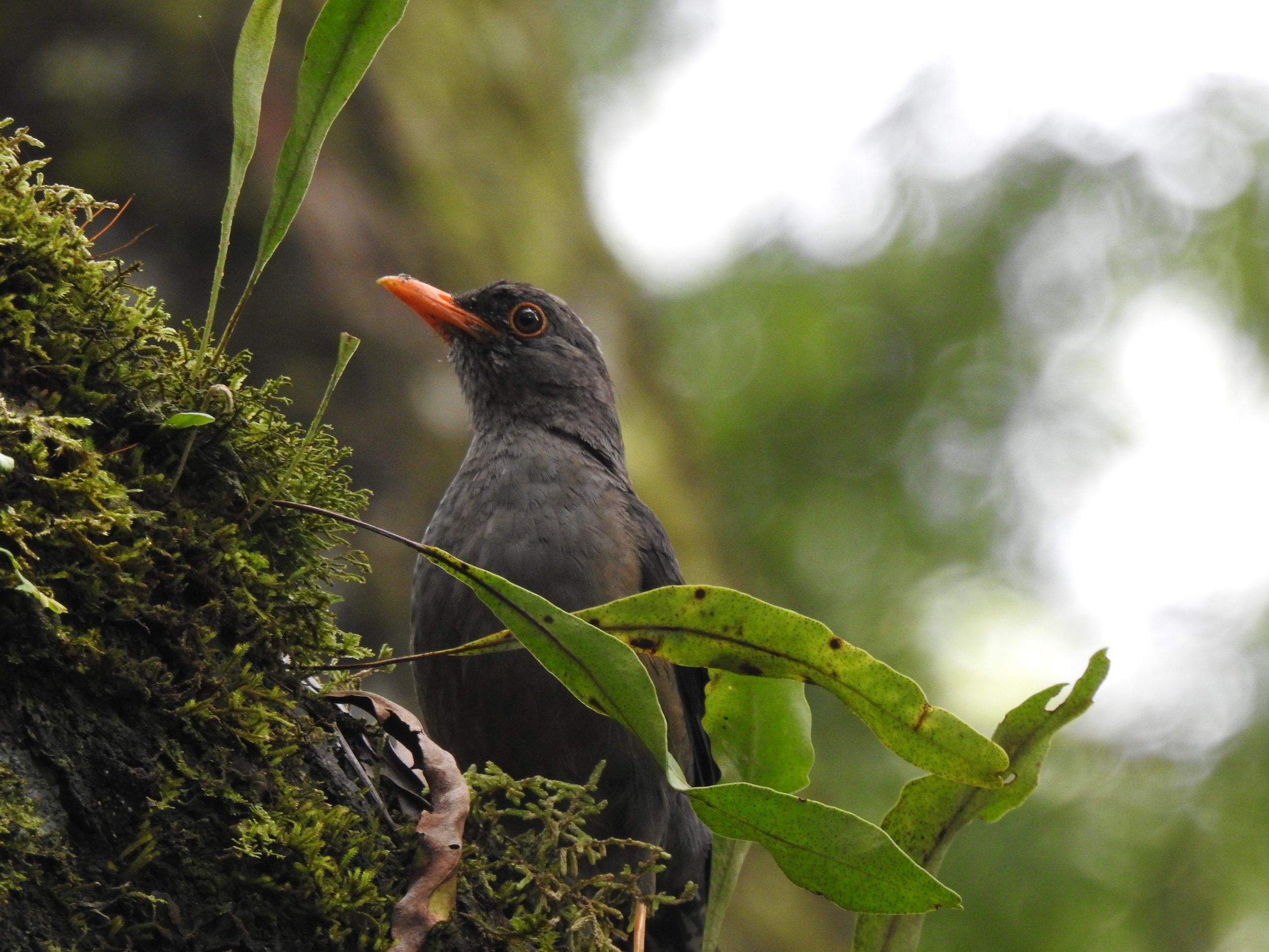 Adult Abyssinian Thrush (deckeni race) at Meru Forest