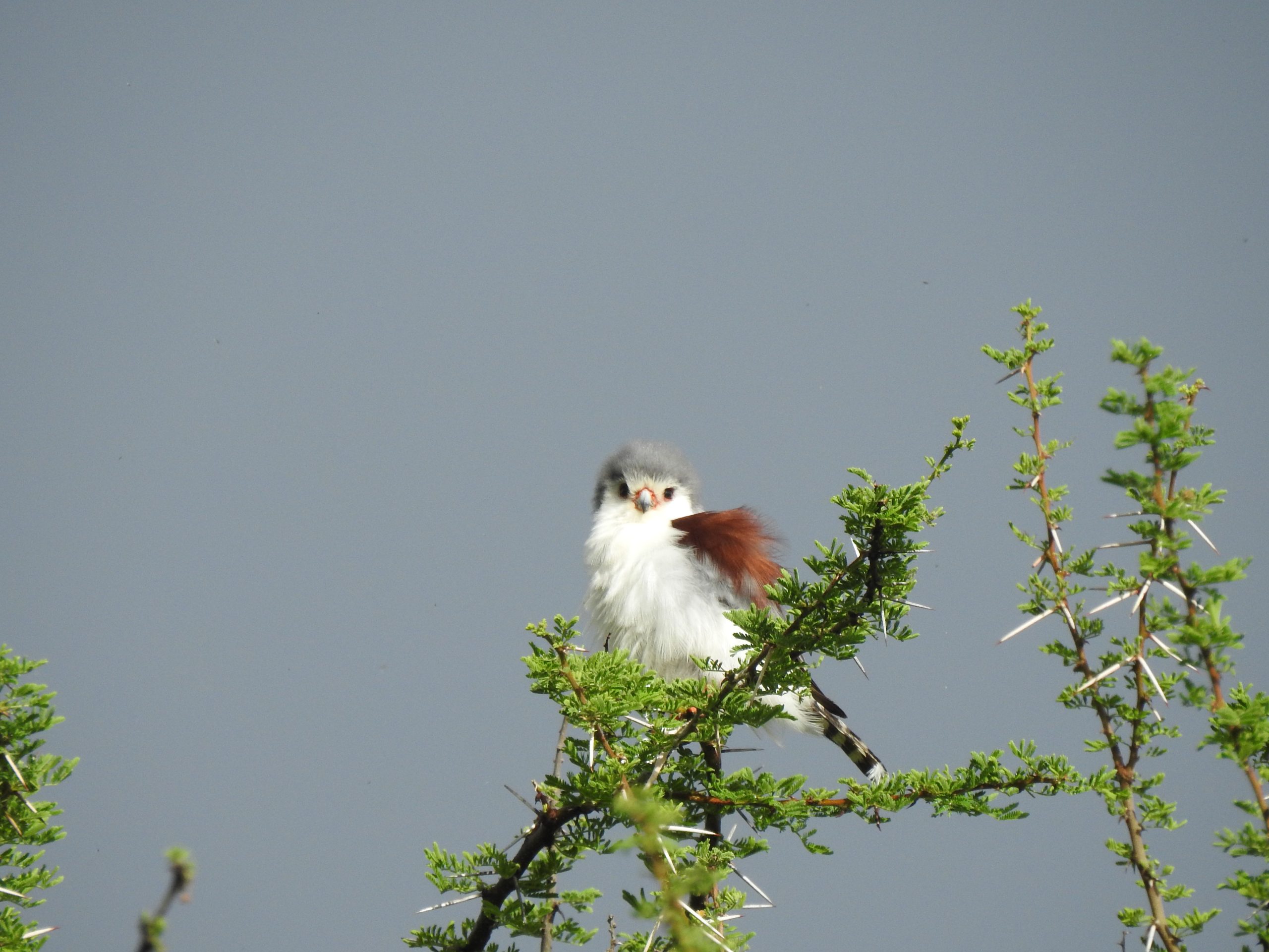 Adult female African Pygmy Falcon at Olodonyosambu
