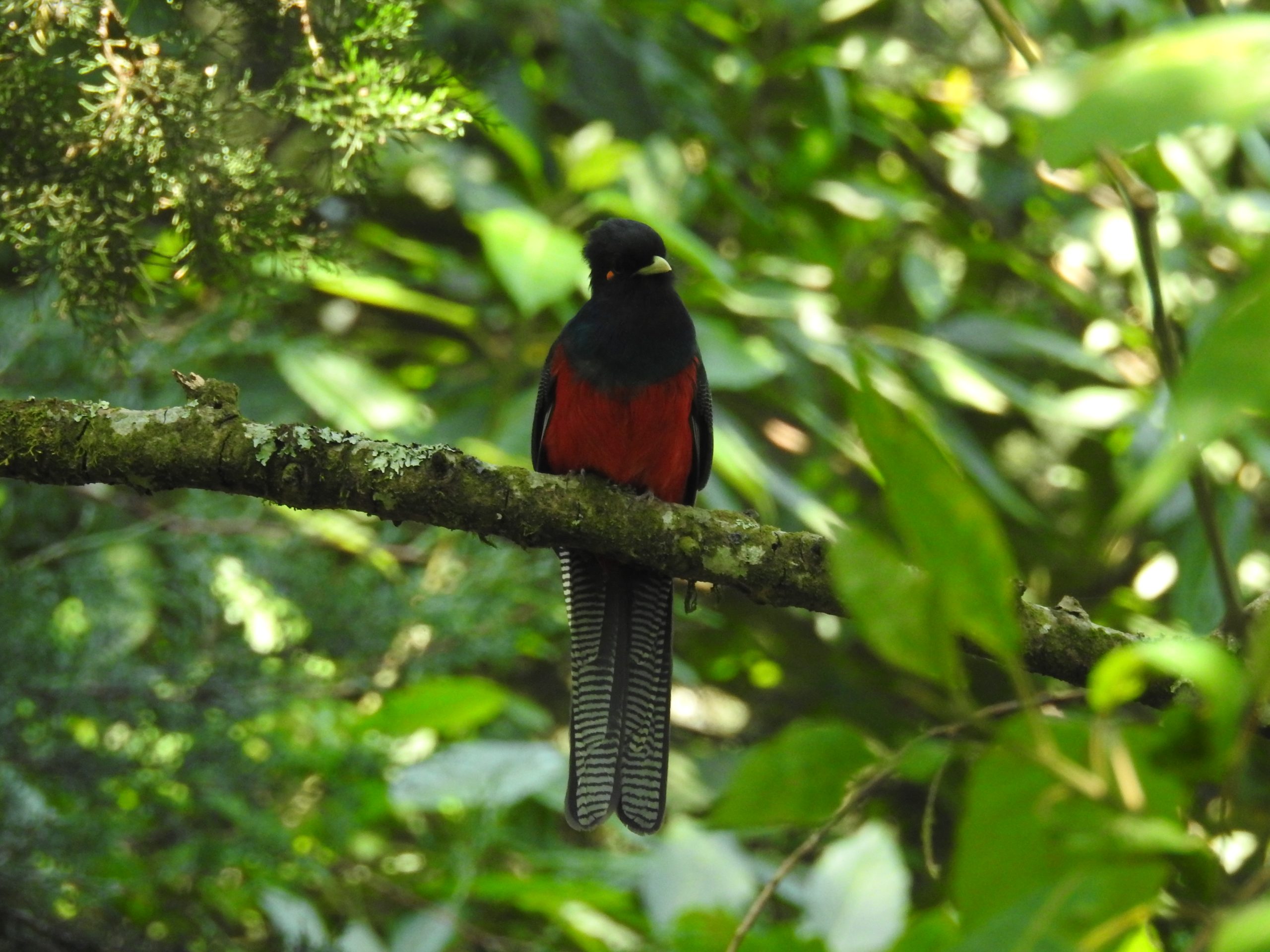 Adult male Bar-tailed Trogon at Meru Forest