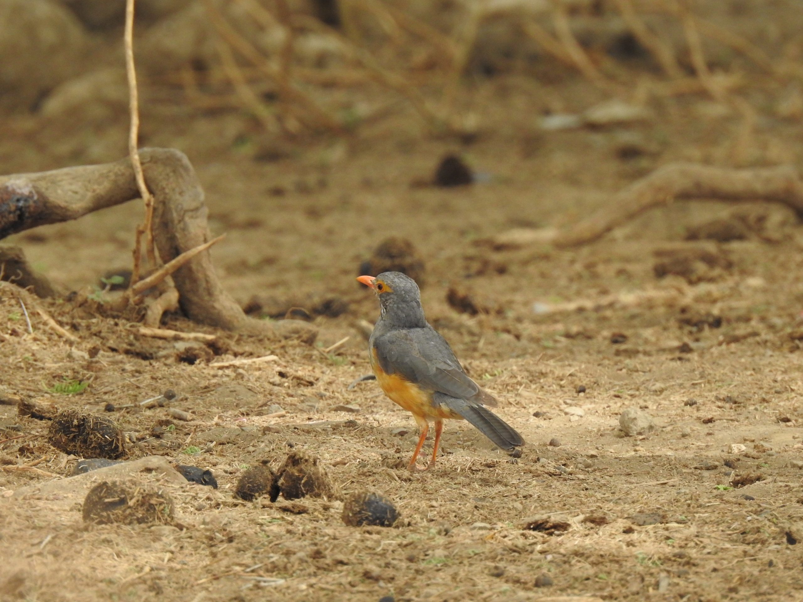 Bare-eyed Thrush at Olodonyosambu