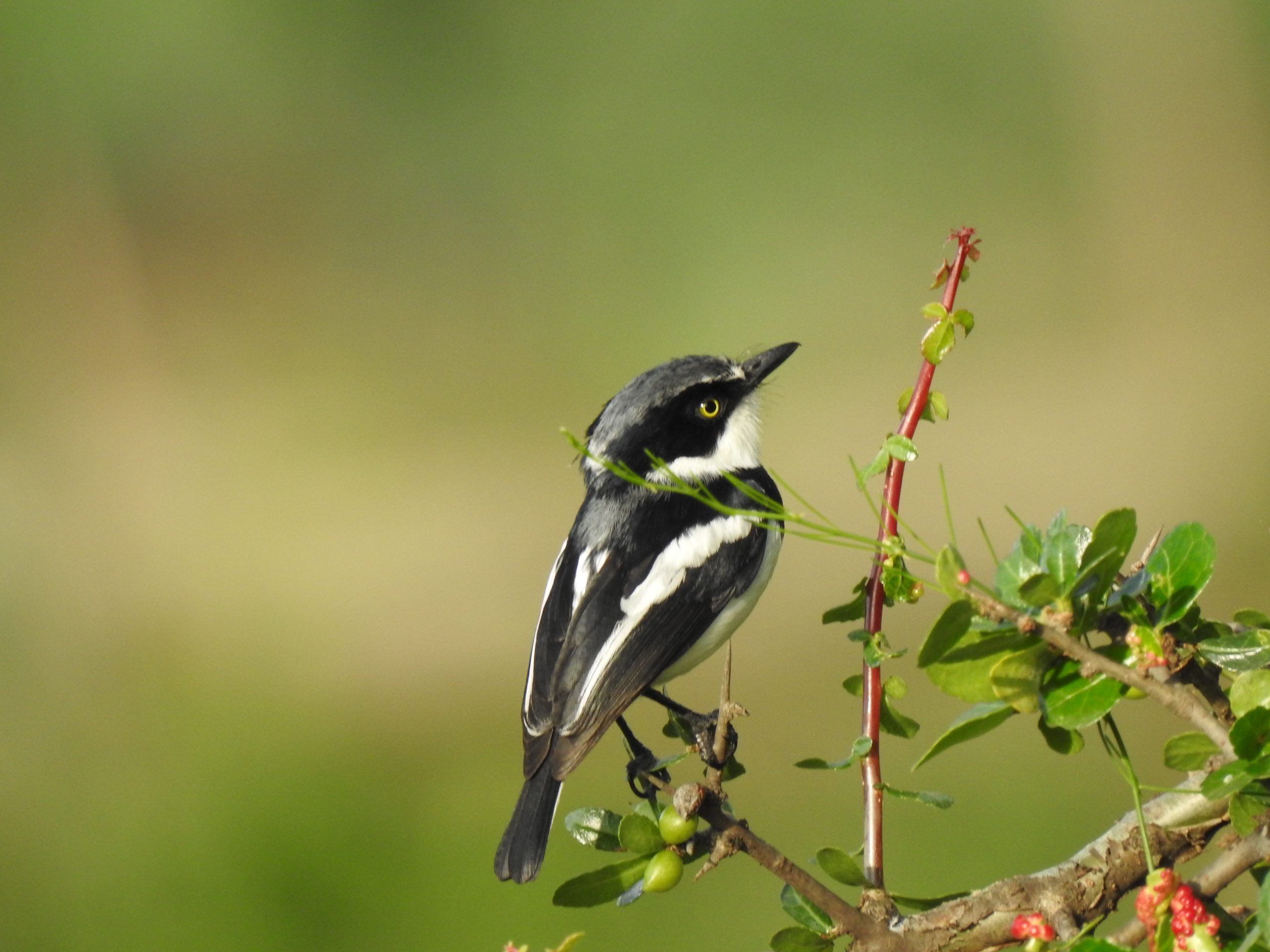 Adult male Chinspot Batis at Olodonyosambu