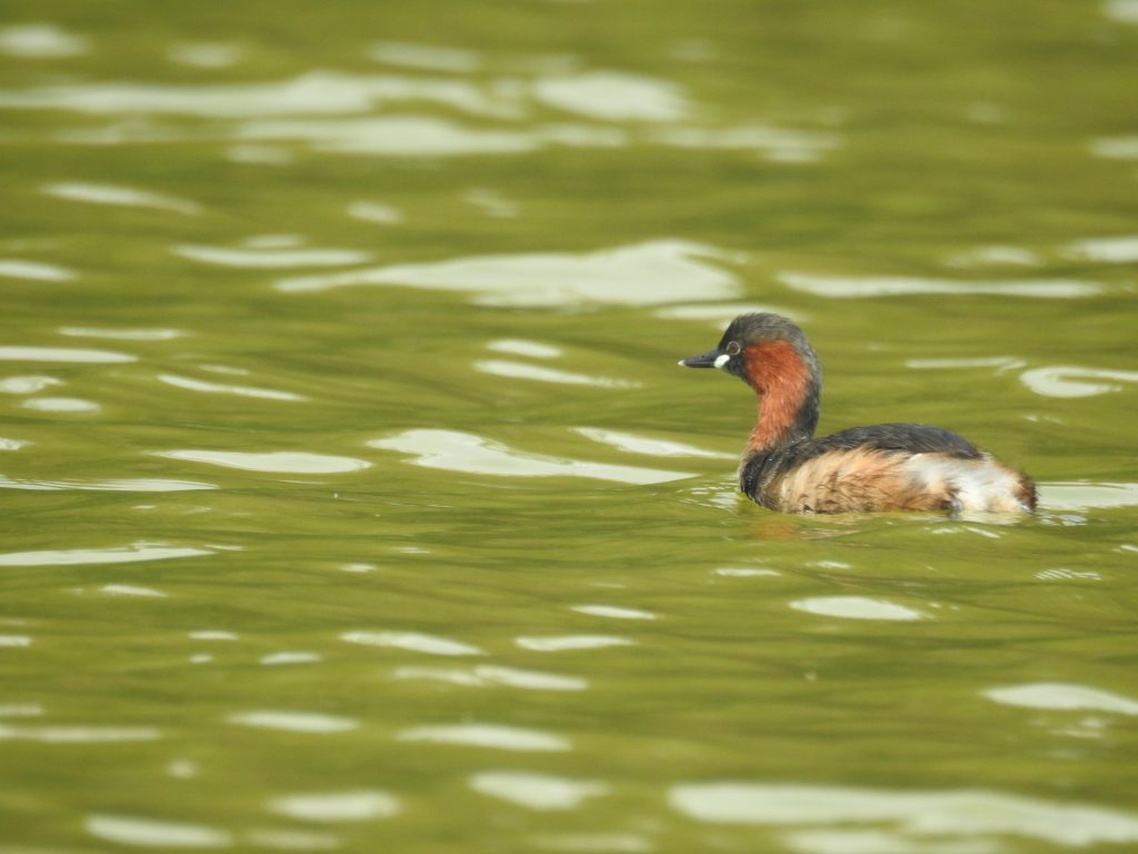 Canoeing and birdwatching at Lake Duluti