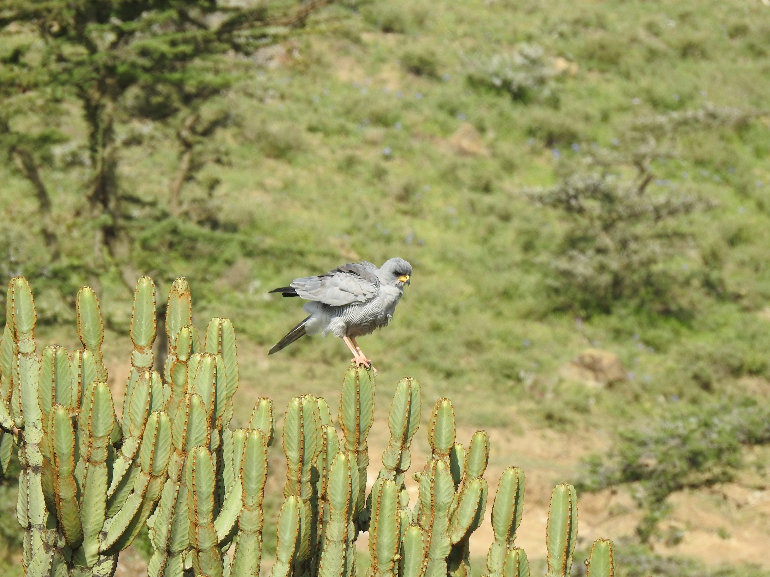 Adult Eastern Chanting Goshawk at Olodonyosambu