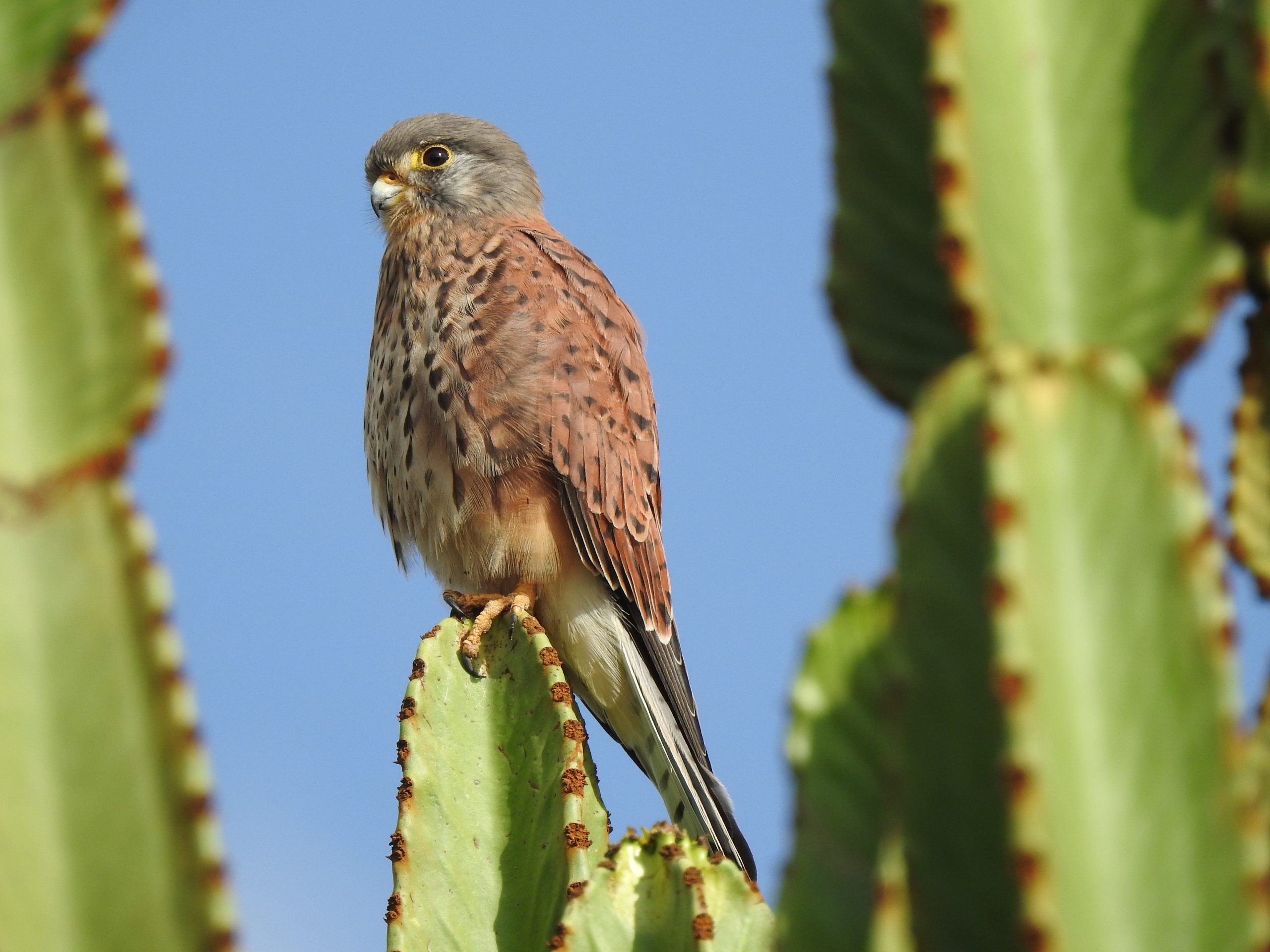 Adult male Eurasian Kestrel at Olodonyosambu