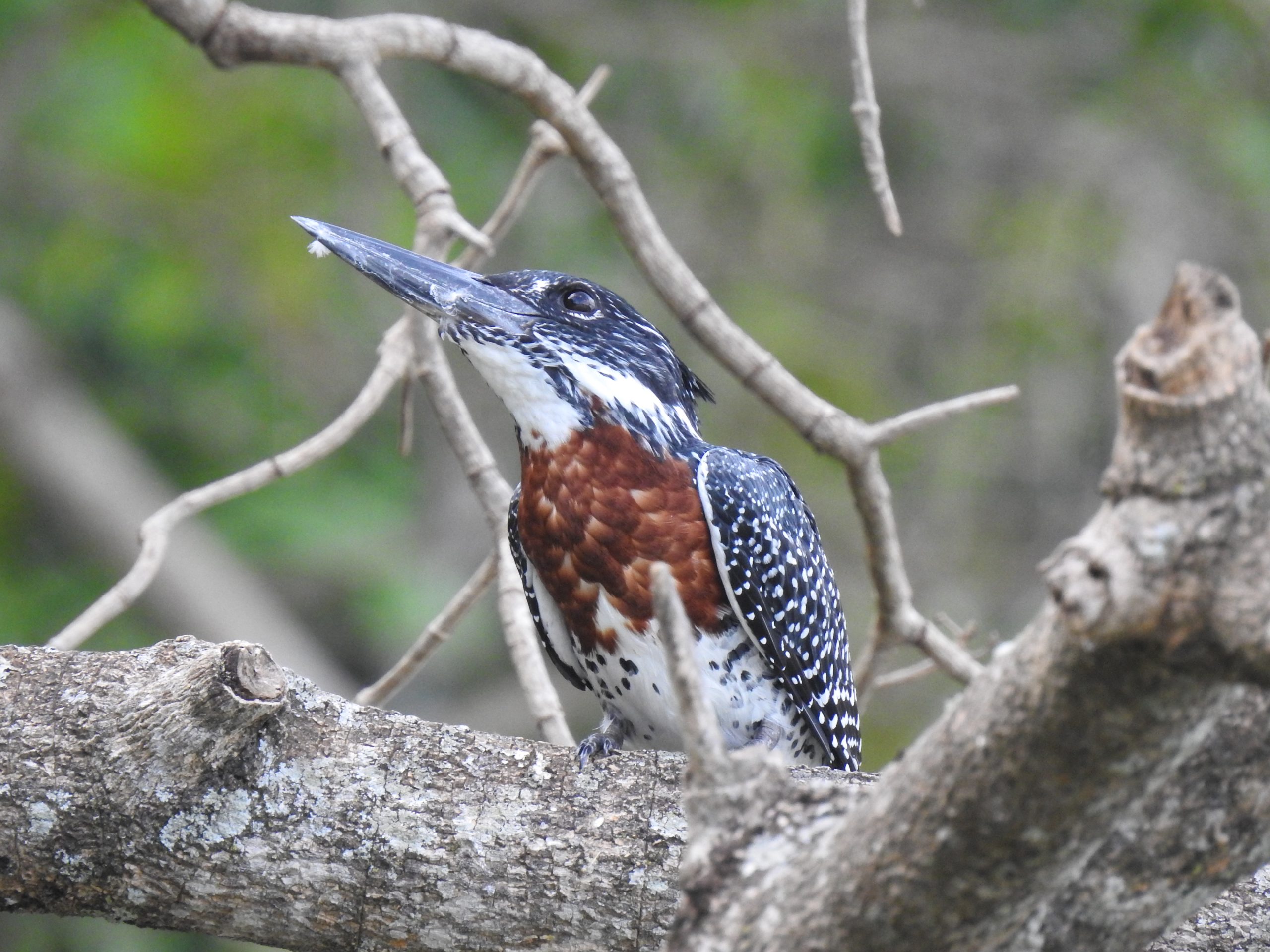 Giant Kingfisher, ad male nominate (Duluti)
