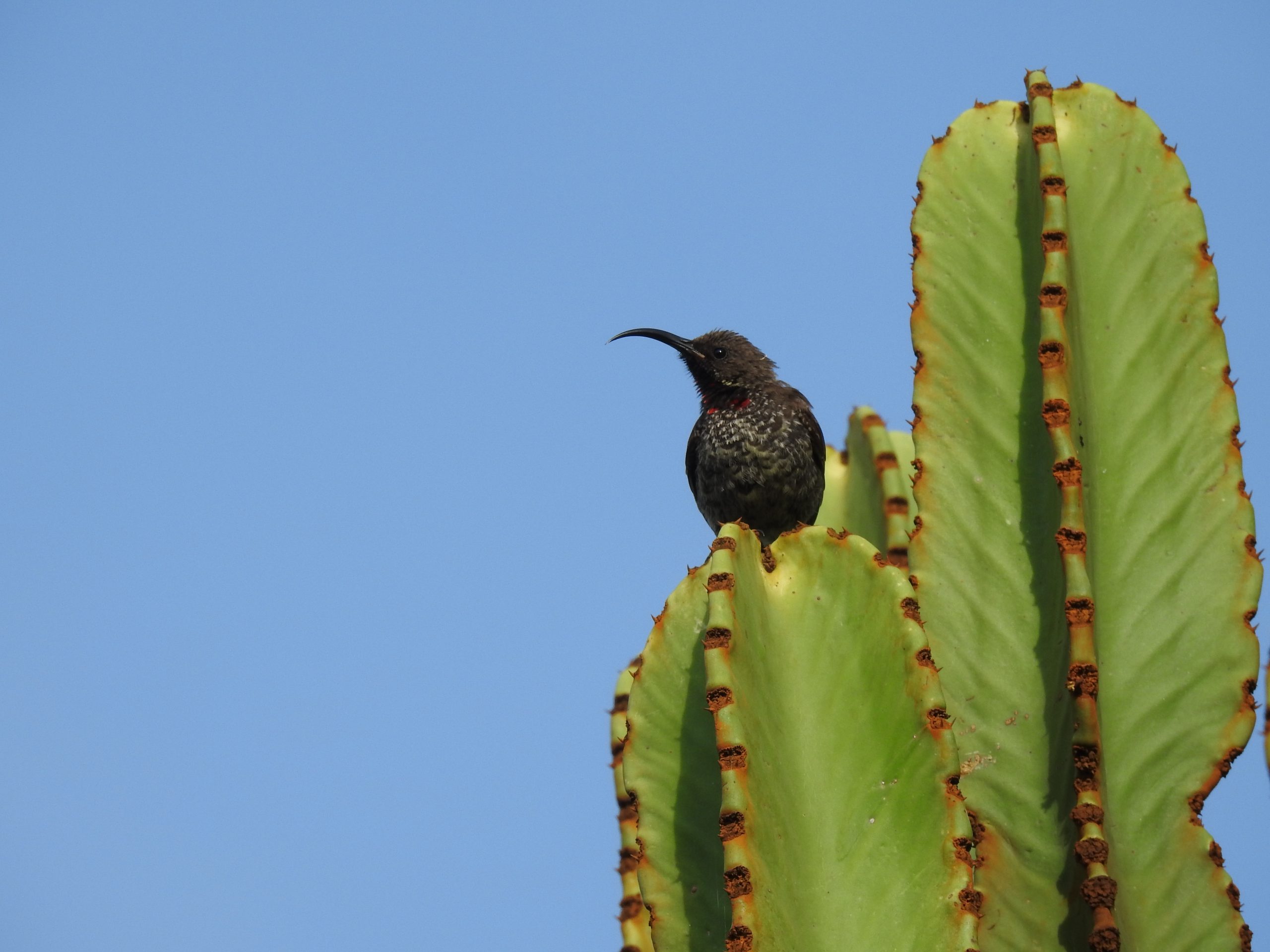 Non-breeding Golden-winged Sunbird (nominate race) at Olodonyosambu
