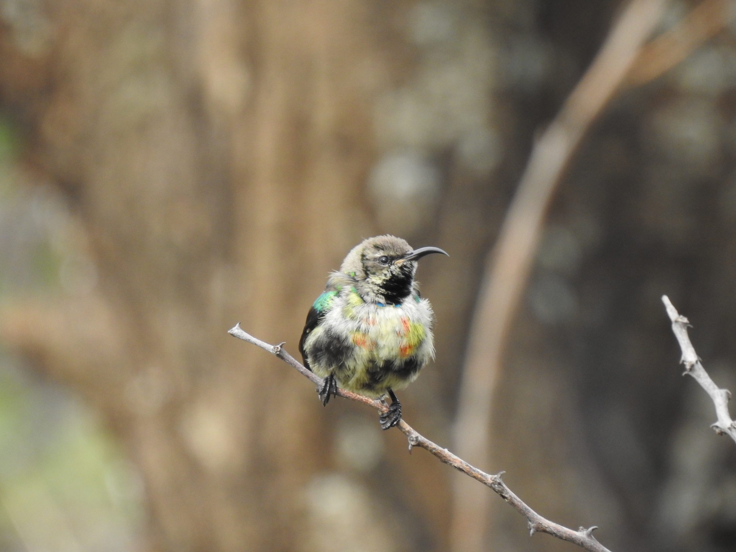 Non-breeding male Gorgeous Sunbird at Longido