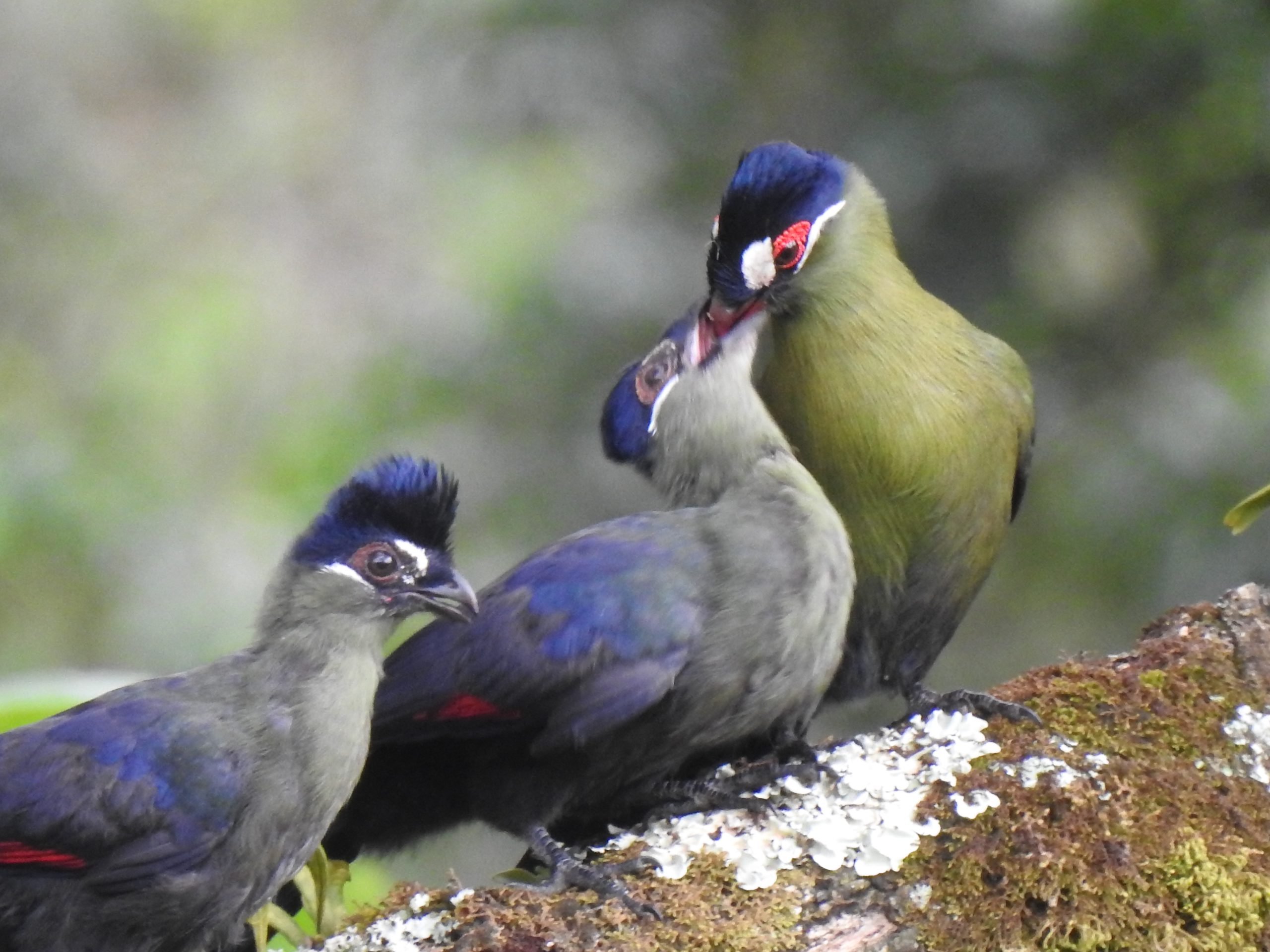 Immature Hartlaub's Turaco at Meru Forest