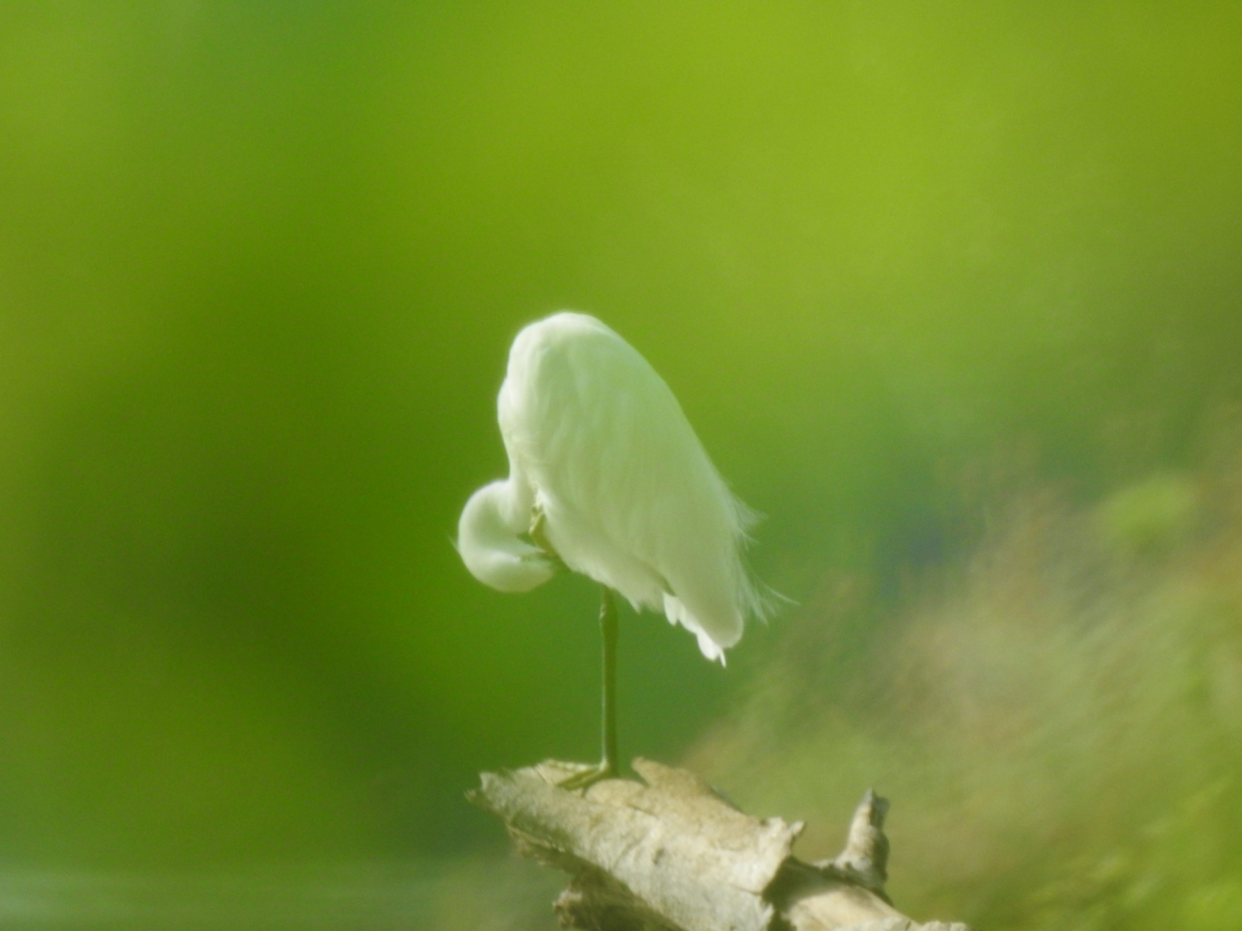 Non-breeding Little Egret at Lake Duluti
