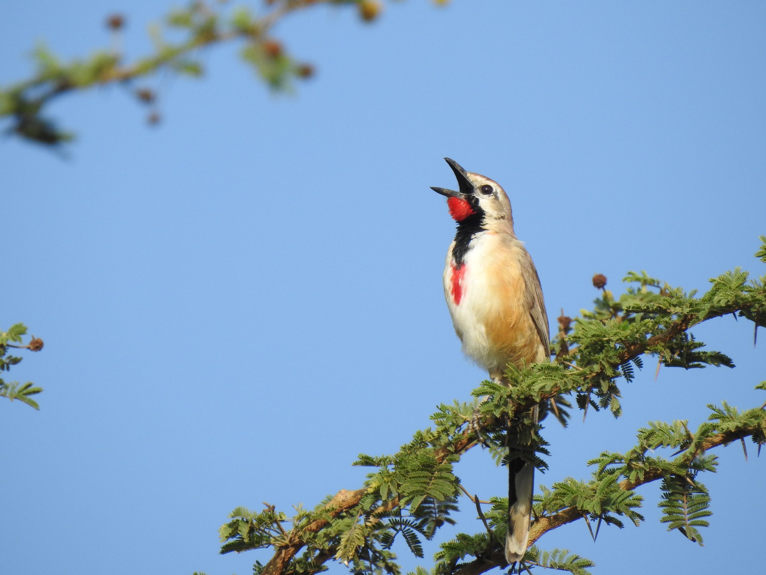 Adult male Rosy-patched Bushshrike
