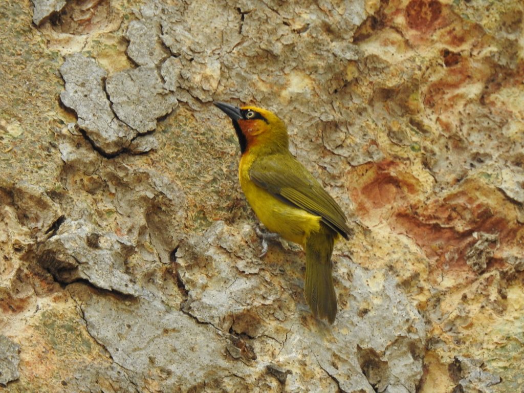 Male Spectacled Weaver at TPC