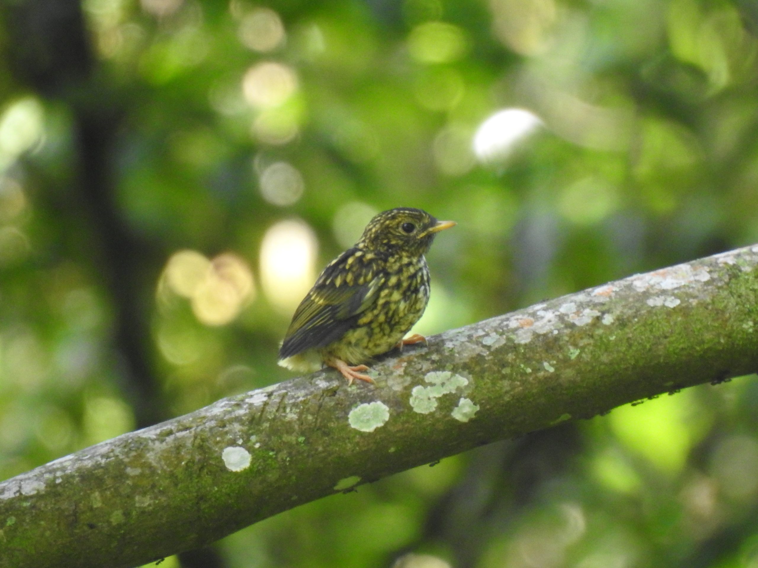 Adult White-starred Robin at Meru Forest