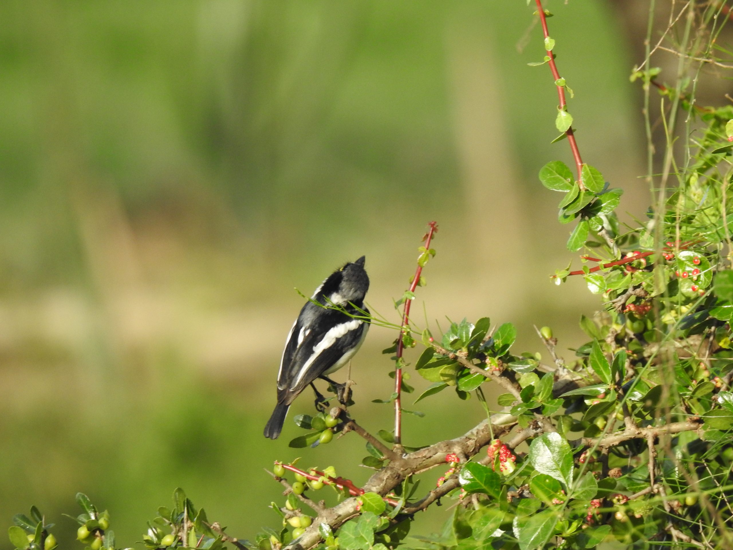 Chinspot Batis perched on a branch